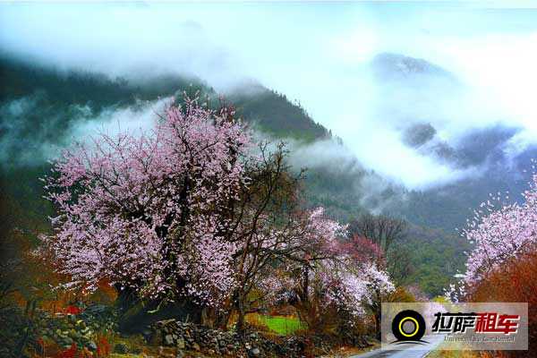 西藏林芝桃花溝